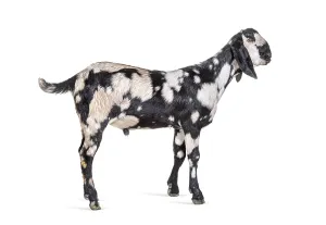 Side view of a Anglo-Nubian goat or Nubian