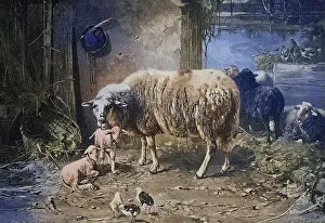 View into the animal stable with sheep and chickens
