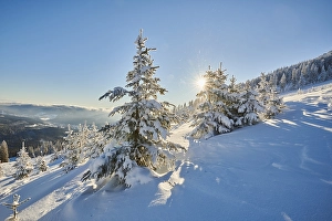 View from Arber on hilly landscape with spruce forest (Picea abies) in winter