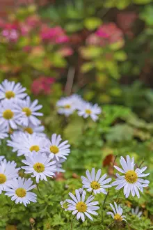 Category Historic EN Prints: View of the Arctic Daisy flower (Arctanthemum arcticum)