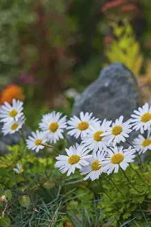 Category Historic EN Prints: View of the Arctic Daisy flower (Arctanthemum arcticum)