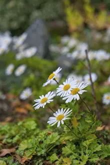 Category Historic EN Prints: View of the Arctic Daisy flower (Arctanthemum arcticum)