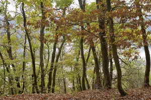 View of the autumnal deciduous forest