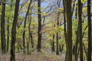 View into the autumnal deciduous forest