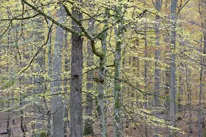 View into the autumnal deciduous forest