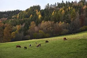 View of the autumnal Rott Valley near Wielandsweiler