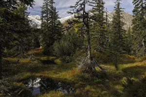 View of an autumnal virgin forest with small ponds