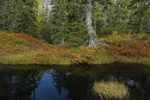 View of an autumnal virgin forest with small ponds