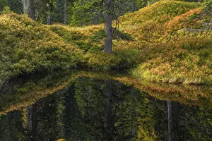 View of an autumnal virgin forest with small ponds