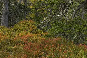 View of an autumnal virgin forest with small ponds