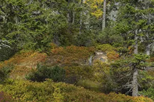 View of an autumnal virgin forest with small ponds