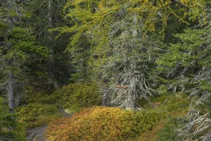 View of an autumnal virgin forest with small ponds