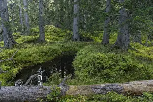 View of an autumnal virgin forest with small ponds