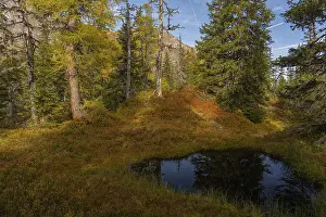 View of an autumnal virgin forest with small ponds