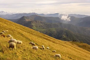 View over Beautiful Mountainscape with Clouds and Sheep in a Sunny Day From Monte Generoso