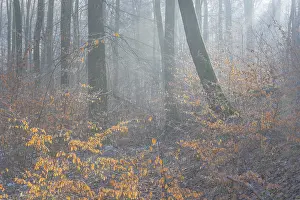 View of beech trees in the forest with hoarfrost frozen vegetation against the light
