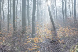 View of beech trees in the forest with hoarfrost frozen vegetation against the light