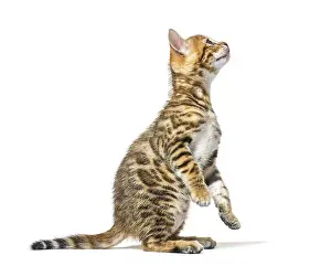 Side view of a bengal cat kitten getting to know on hind legs