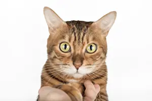 Front view. Bengal cat placing paw on human palm