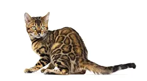 Back view of a Bengal cat sitting and looking back