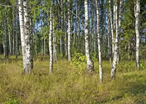 View of birch grove on sunny summer day