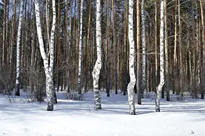 View of birch trees in winter forest on sunny day