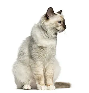 Front view of a Birman cat looking away isolated on white