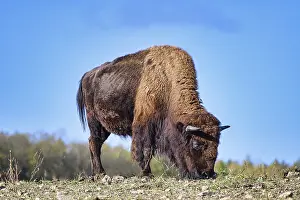 A view of a bison in the middle of Germany in the nature park near Stangerode