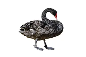 A side view of Black Swan or Cygnus Atratus