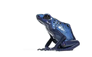 Side view of a Blue poison dart frog