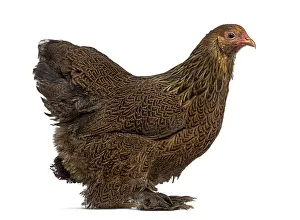Side view of a Brahma hen isolated on white