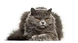 Front view of a British Longhair cat lying down isolated on white