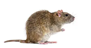 Side view of a brown rat On its hind legs