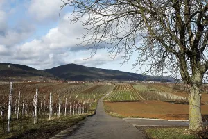 View of Burrweiler