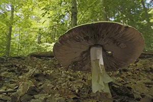 View from below of cap with lamellae of thin-fleshed wood mushroom (Agaricus silvicola) in forest in Eppstein