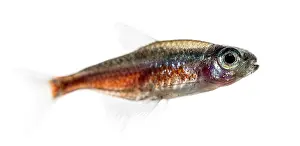 Side view of a Cardinalis fish or cardinal tetra isolated on white