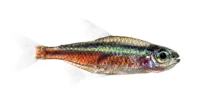 Side view of a Cardinalis fish or cardinal tetra isolated on white