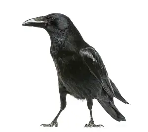 Side view of a Carrion Crow, Corvus corone