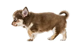 Side view of a chihuahua walking