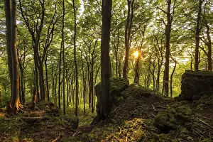 View from cliffs of the Ith into an atmospheric beech forest in the evening light