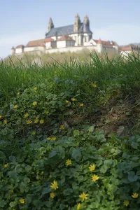 View of the Comburg, lesser celandine (Ficaria verna)