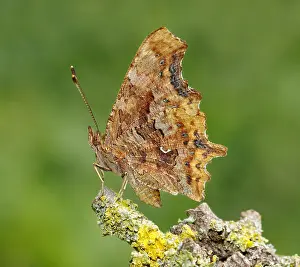 Side view of Comma (Polygonia c-album)
