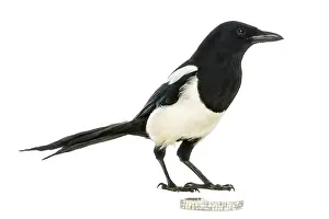 Side view of a Common Magpie with a jewellery