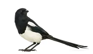Side view of a Common Magpie, Pica pica