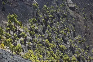 View into the crater of the volcano San Antonio near Los Canarios at Cap Fuencaliente