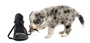 Side view of a crossbreed puppy playing with a shoe isolated on white
