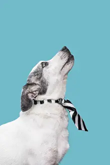 View cute dog concept
