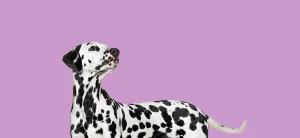 Side view of a Dalmatian dog looking up on pink background