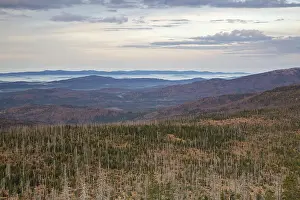 View on dead forests, destroyed by the bark beetle