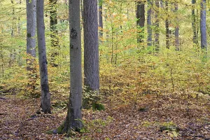 View into the deciduous forest